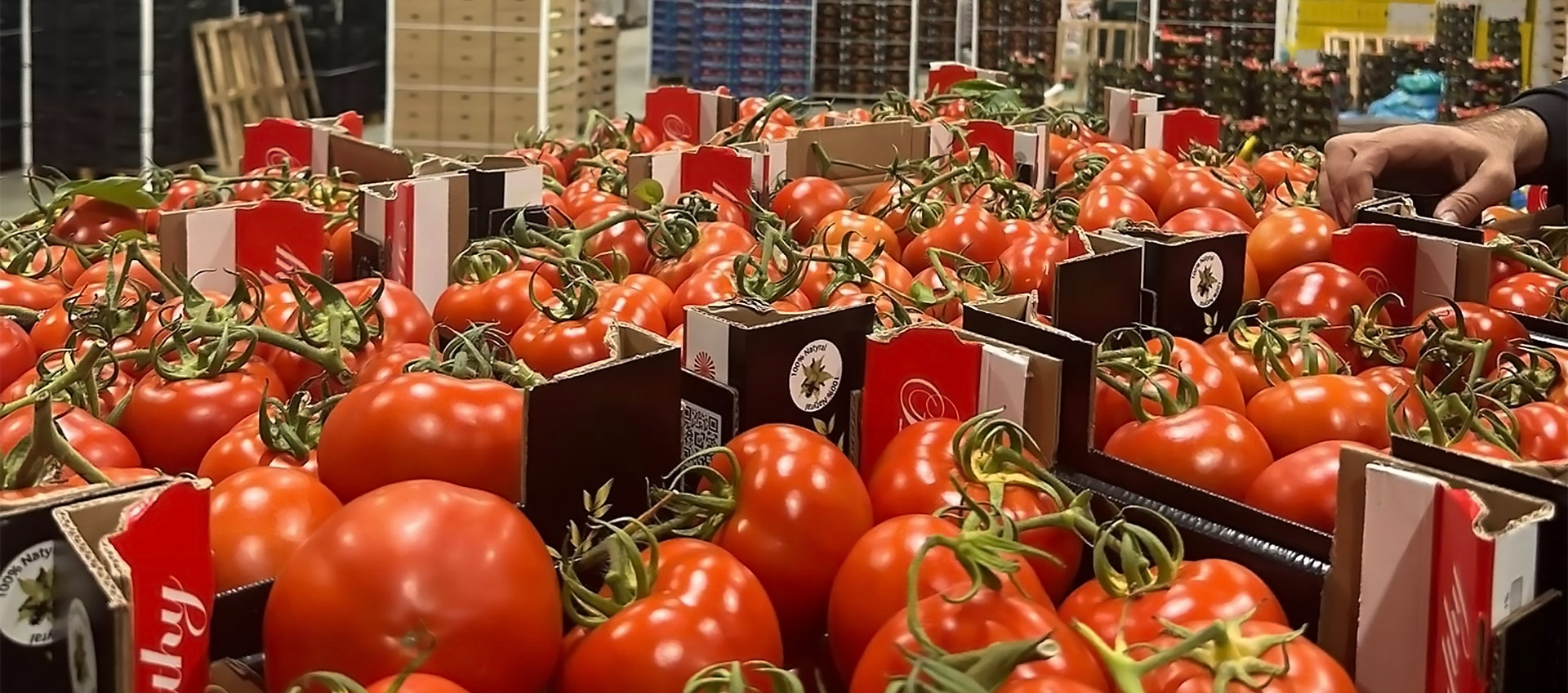 Hatia Shpk Fresh Fruit and Vegetables from Albania