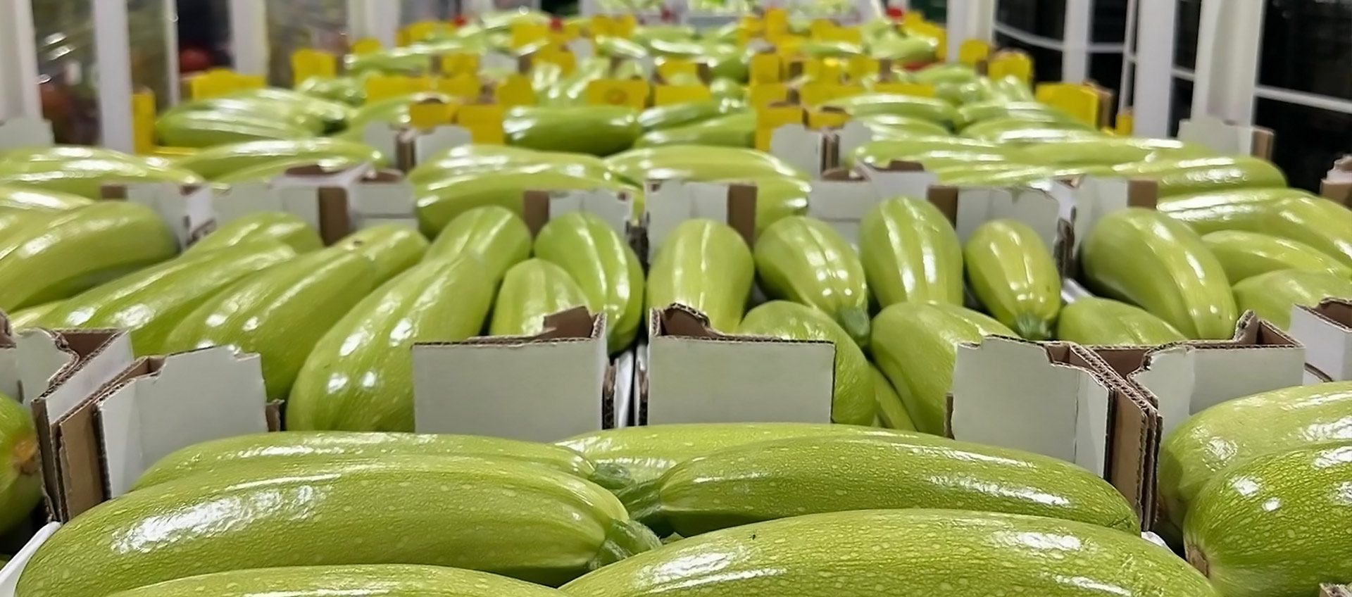 Hatia Shpk Fresh Fruit and Vegetables from Albania